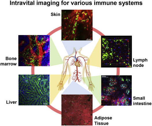 Intravital imaging of various immune system components. Immune cells are highly ...