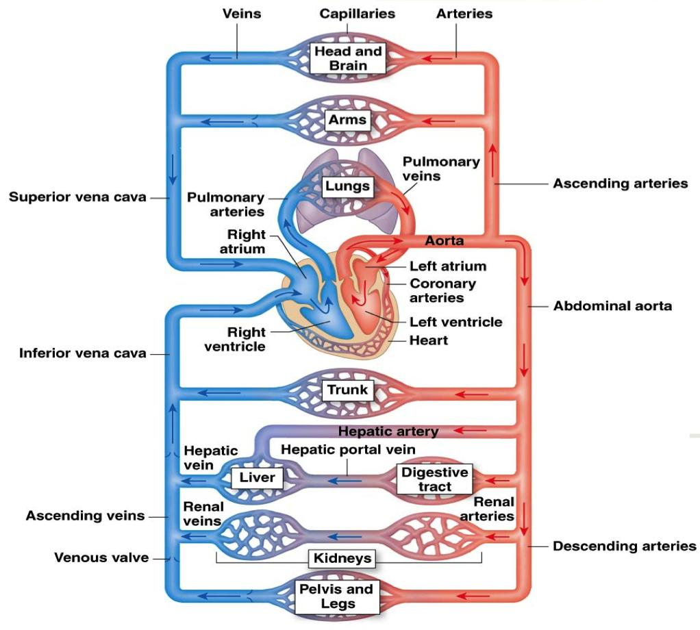 Computational fluid dynamics indicators to improve cardiovascular ...