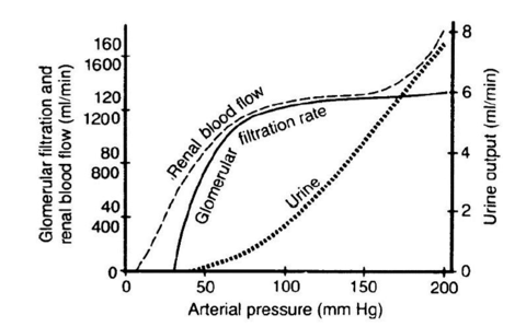  Gráficas  reales del  flujo sanguíneo renal con autorregulación  y  de la tasa de filtración glomerular [7]. 