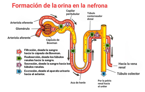  Esquema de las etapas de la formación de la orina en la nefrona [7]. 